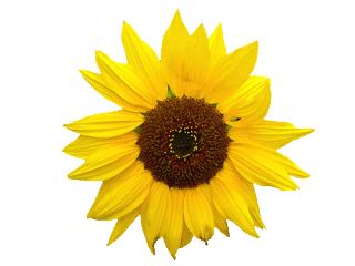 photo de tournesol