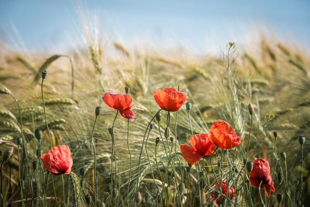 Champ d'orge en fleur, illustration du concept Cultivons Malin de location de terrains