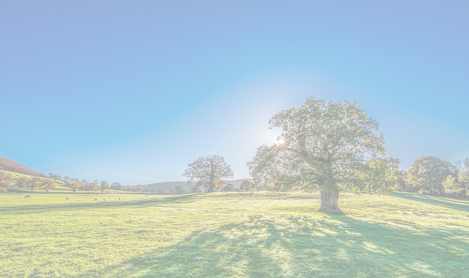 Arbre dans un jardin face au ciel