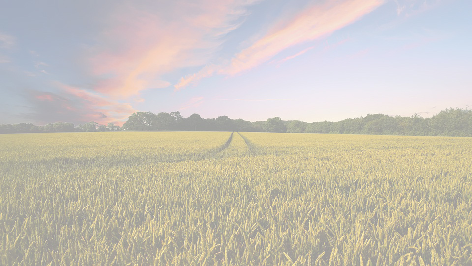 Champ de blé en France