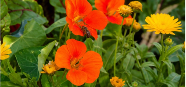Jardin partagé en coeur de Lille à Lille — photo 2