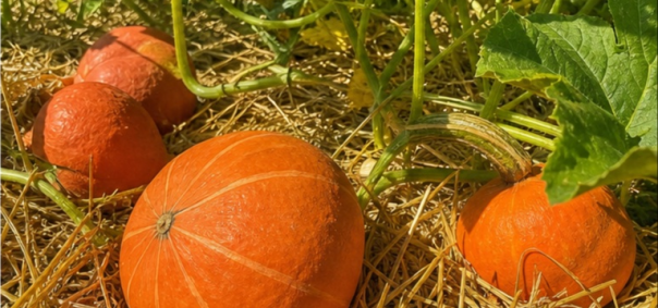 Grand champ de courges et potirons Vendée à La Roche-sur-Yon — photo 2