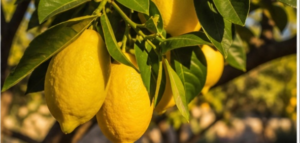 Jardin méditerranéen citronniers Nice à Nice — photo 2