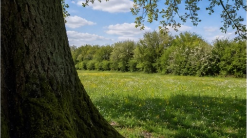 Prairie naturelle avec vieux chêne Charente à Angouleme — photo 4