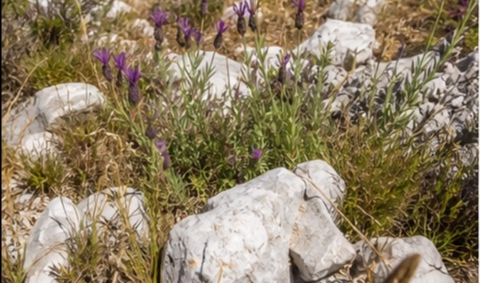 Terrain de garrigue méditerranéenne Cévennes à Ales — photo 3