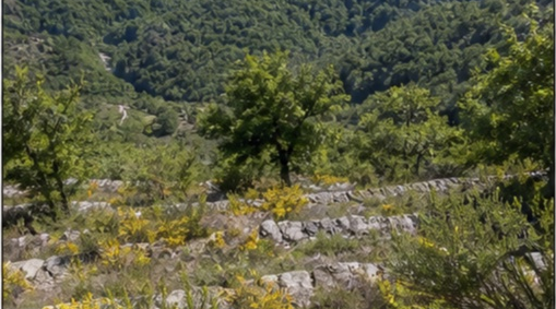 Pâturage de montagne Pyrénées centrales à Lourdes — photo 4