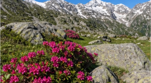 Alpage avec rhododendrons sauvages Pyrénées à Tarbes — photo 4