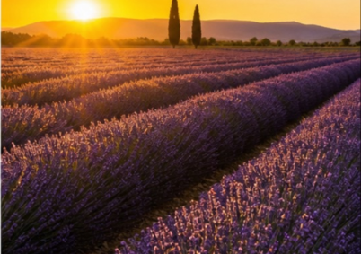 Champ de lavande fine Provence à Avignon — photo 5
