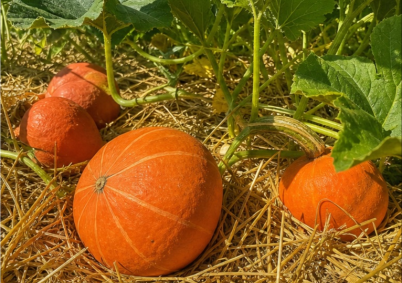 Grand champ de courges et potirons Vendee à La Roche-sur-Yon — photo 2