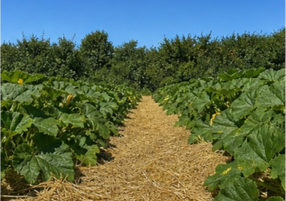 Grand champ de courges et potirons Vendee à La Roche-sur-Yon — photo 4