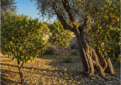 Jardin mediterraneen citronniers Nice à Nice — photo 4