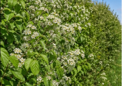 Prairie naturelle avec vieux chene Charente à Angouleme — photo 3