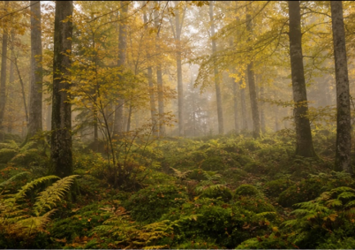 Terrain à louer à Epinal — photo 1