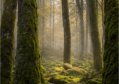 Sous-bois foret-jardin Vosges à Epinal — photo 4