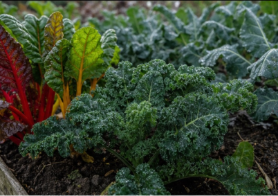 Potager avec serre tunnel Bretagne à Brest — photo 2