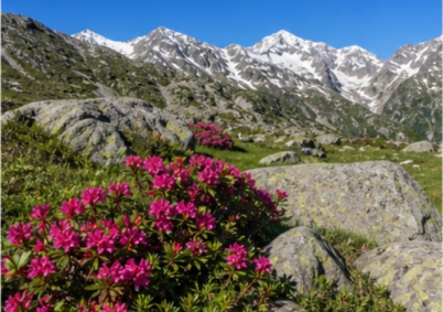 Alpage avec rhododendrons sauvages Pyrénées à Tarbes — photo 4