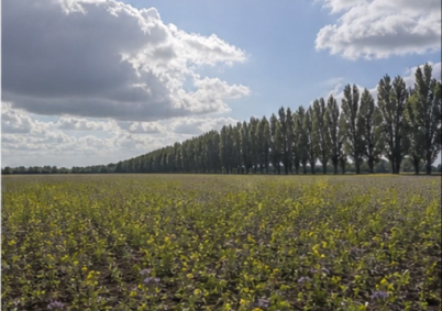 Terrain à louer à Saint-Omer — photo 5