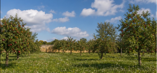 Vieux verger de pommiers de Bourgogne à Dijon — photo 1