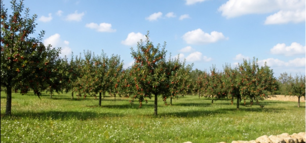 Verger normand traditionnel pommiers a cidre à Caen — photo 1