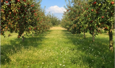 Verger normand traditionnel pommiers a cidre à Caen — photo 4
