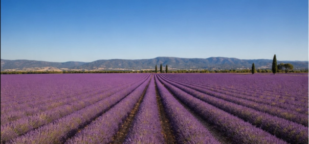 Champ de lavande fine Provence à Avignon — photo 1