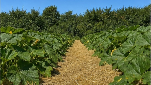 Grand champ de courges et potirons Vendee à La Roche-sur-Yon — photo 4
