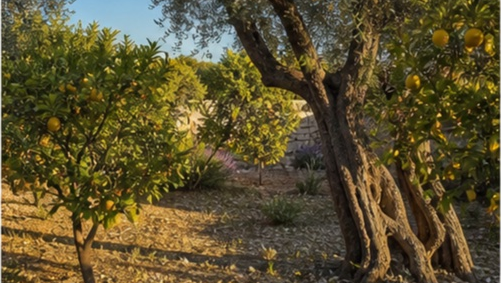 Jardin mediterraneen citronniers Nice à Nice — photo 4