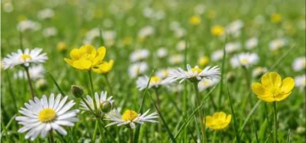 Prairie naturelle avec vieux chene Charente à Angouleme — photo 2
