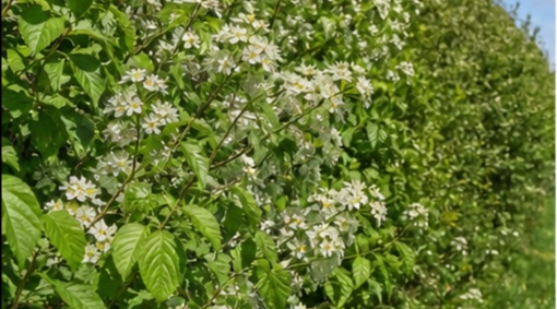 Prairie naturelle avec vieux chene Charente à Angouleme — photo 3