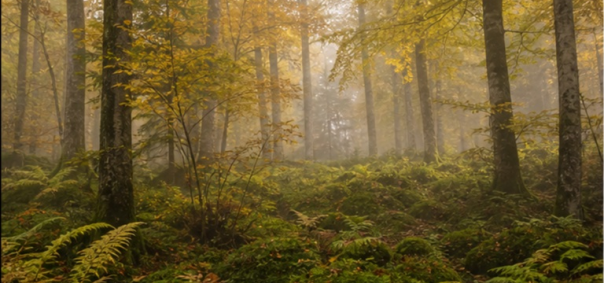 Sous-bois foret-jardin Vosges à Epinal — photo 1