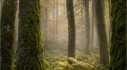 Sous-bois foret-jardin Vosges à Epinal — photo 4
