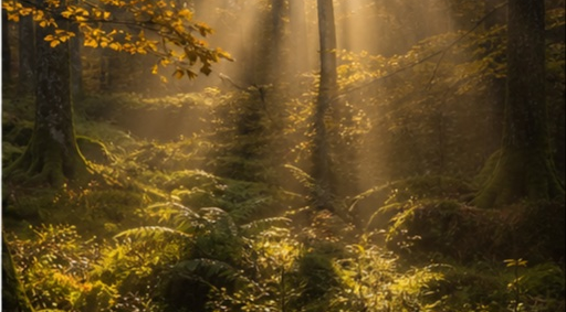 Sous-bois foret-jardin Vosges à Epinal — photo 5
