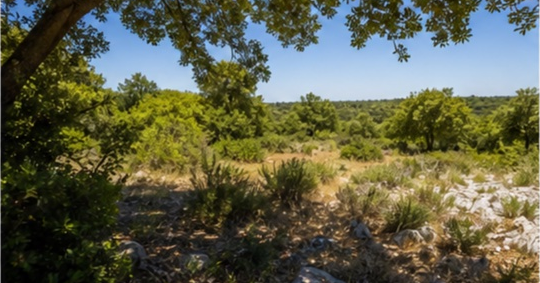 Terrain de garrigue mediterraneenne Cevennes à Ales — photo 4