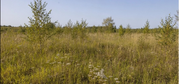Friche herbacee avec jeunes bouleaux Alsace à Mulhouse — photo 1