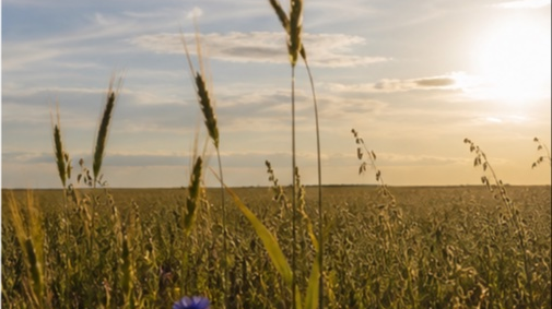 Terre agricole en jachere plaine de Beauce à Chartres — photo 5