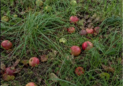 Terrain à louer à Tours — photo 3