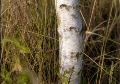 Terrain à louer à Mulhouse — photo 3