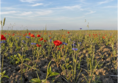 Terrain à louer à Chartres — photo 4