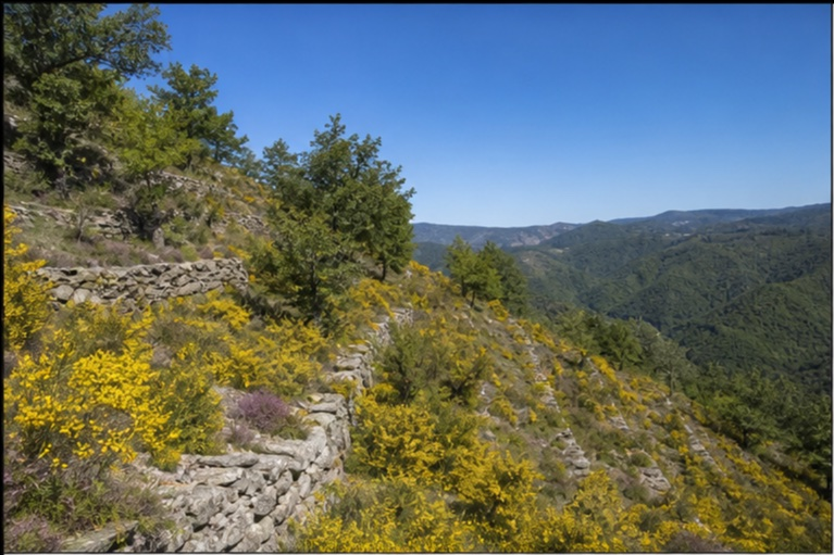 Photo principale du terrain Paturage de montagne Pyrenees centrales